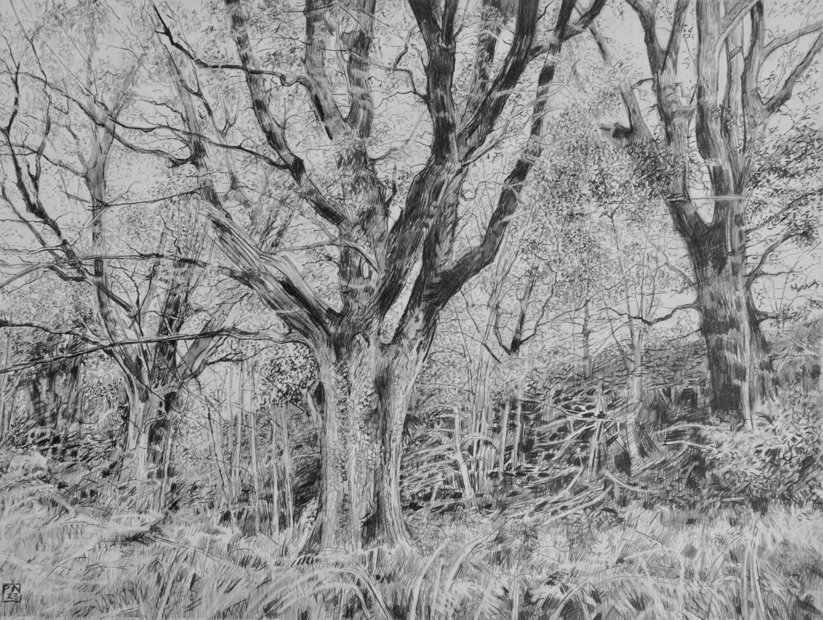 Paul Newman, Edge of the Wood Apple Hayes Looking Back, 2023