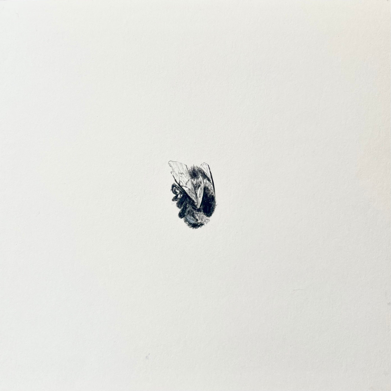 Evie Rich, Bee I, 2023