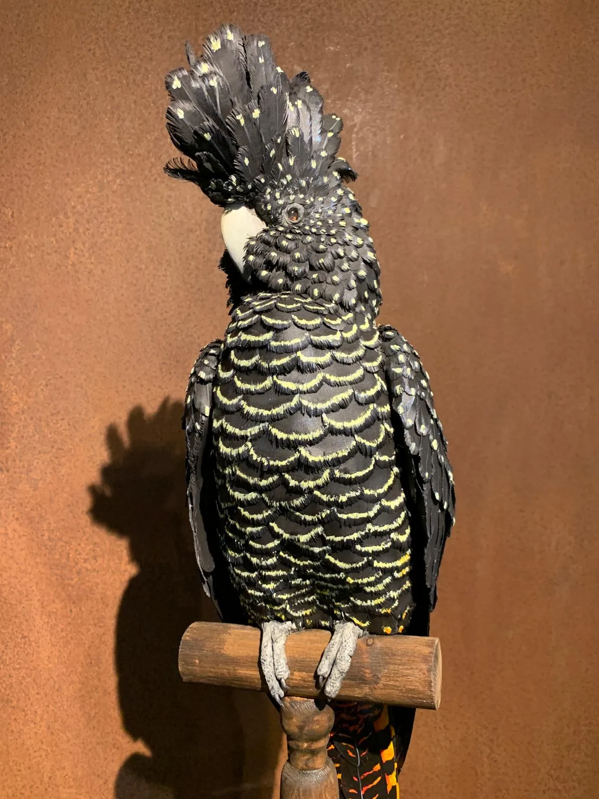 Jamie Lord, Regalia - Black Cockatoo, 2025