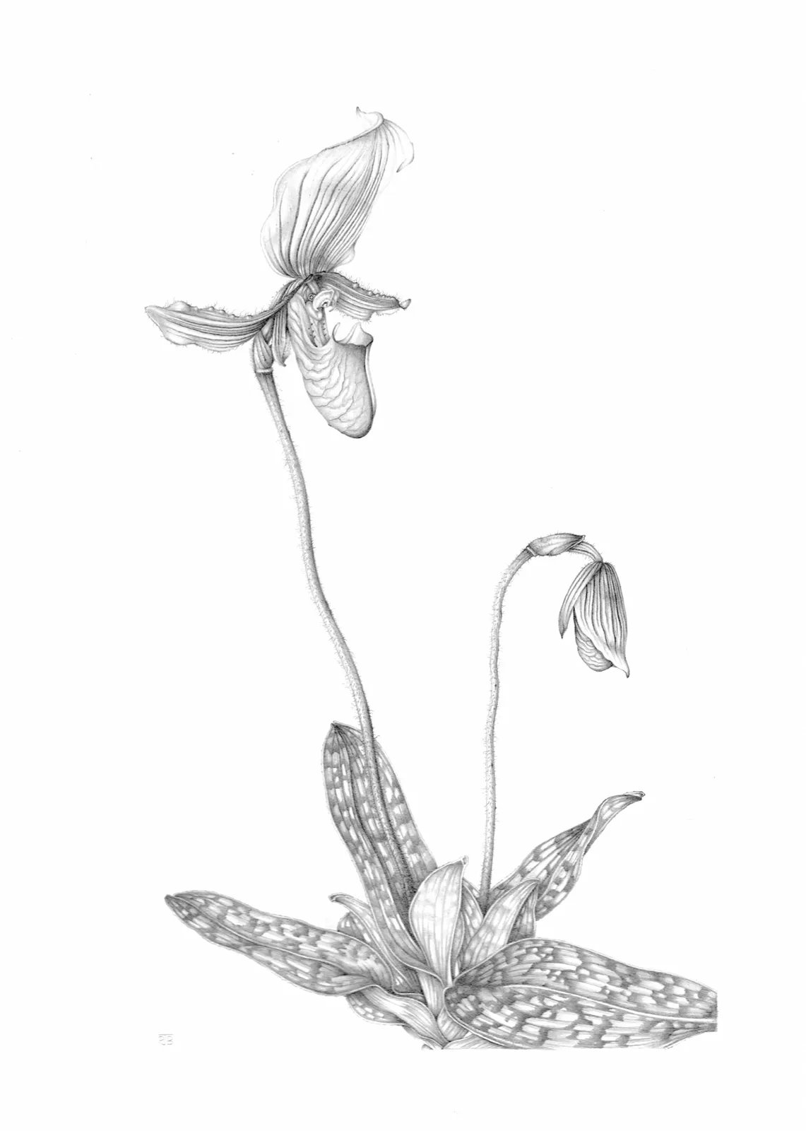 Penny Brown, Slipper Orchid [Paphiopedilum Maudiae Femma], 2002