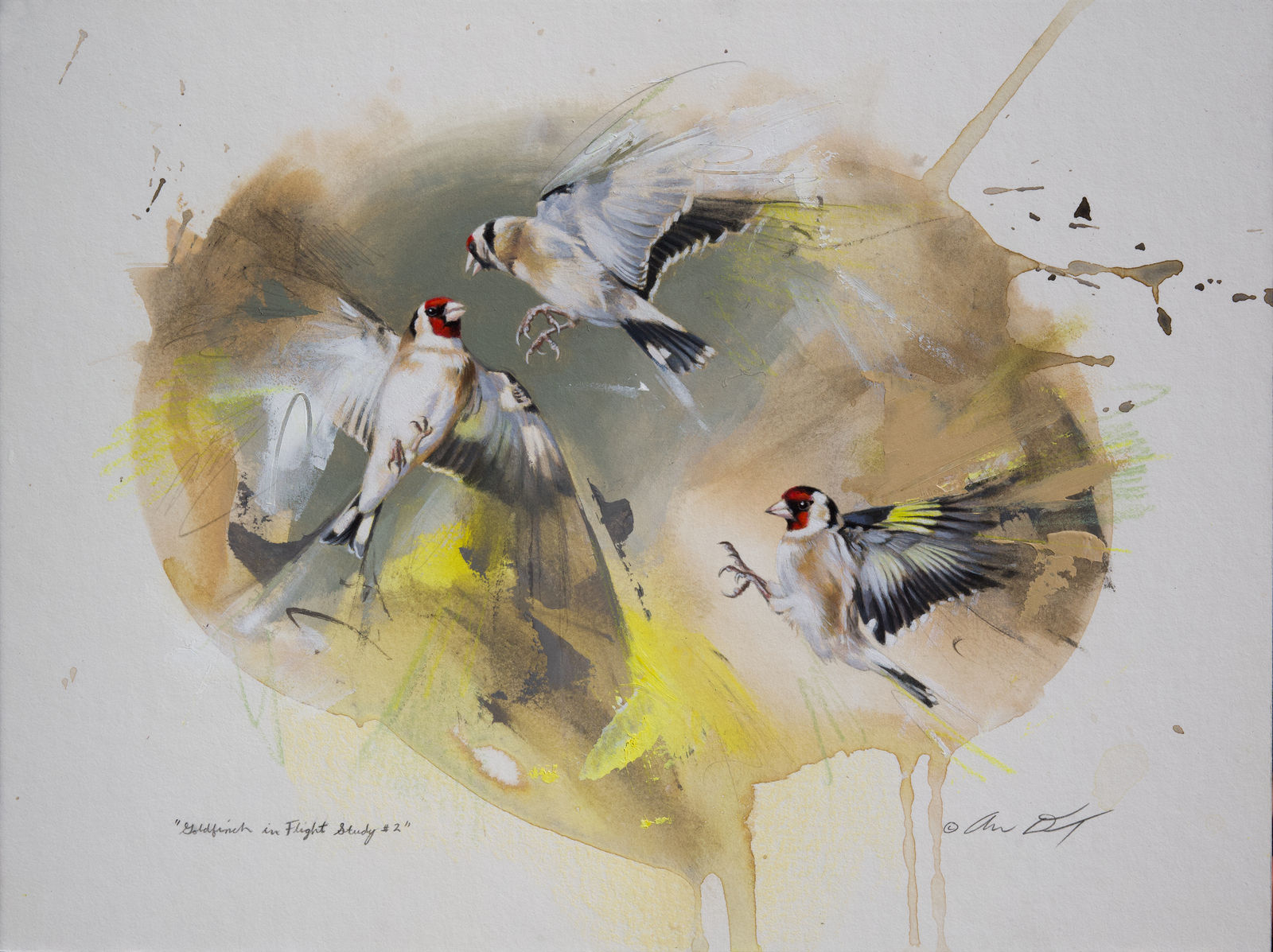 Andrew Denman, Goldfinch in Flight Study #2