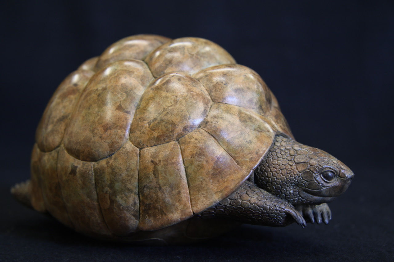 Adam Binder, Leopard Tortoise, 2020