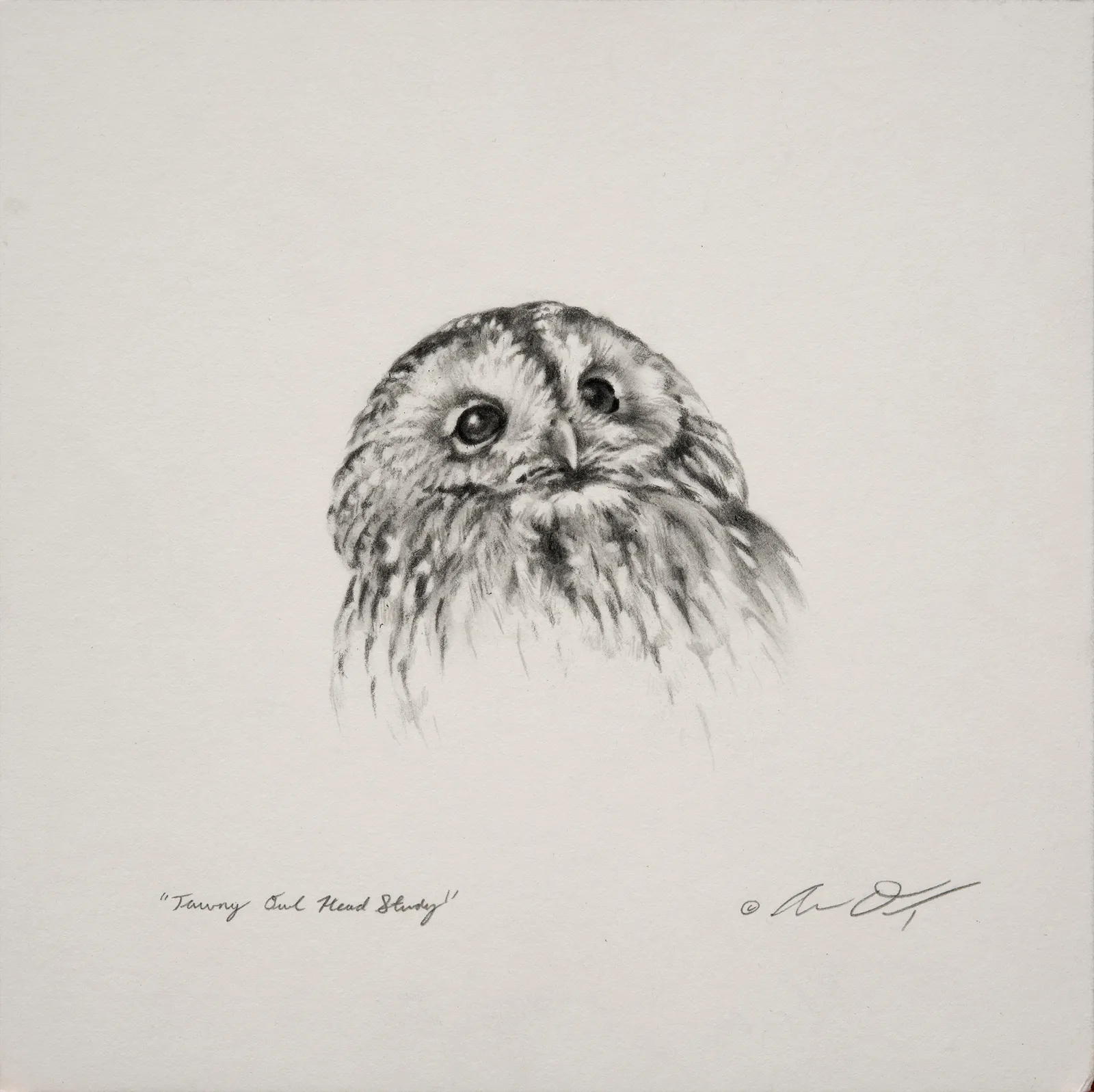 Andrew Denman, Tawny Owl Head Study