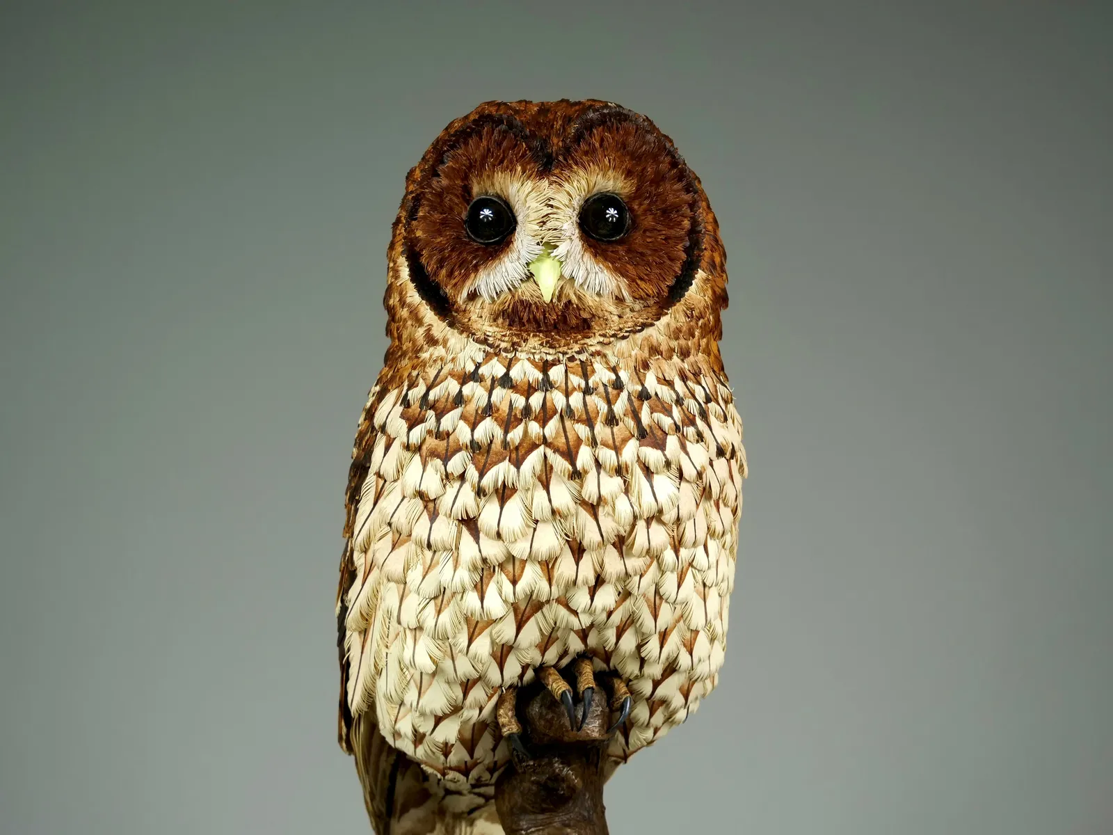 Jamie Lord, Nocturne -Tawny Owl, 2025