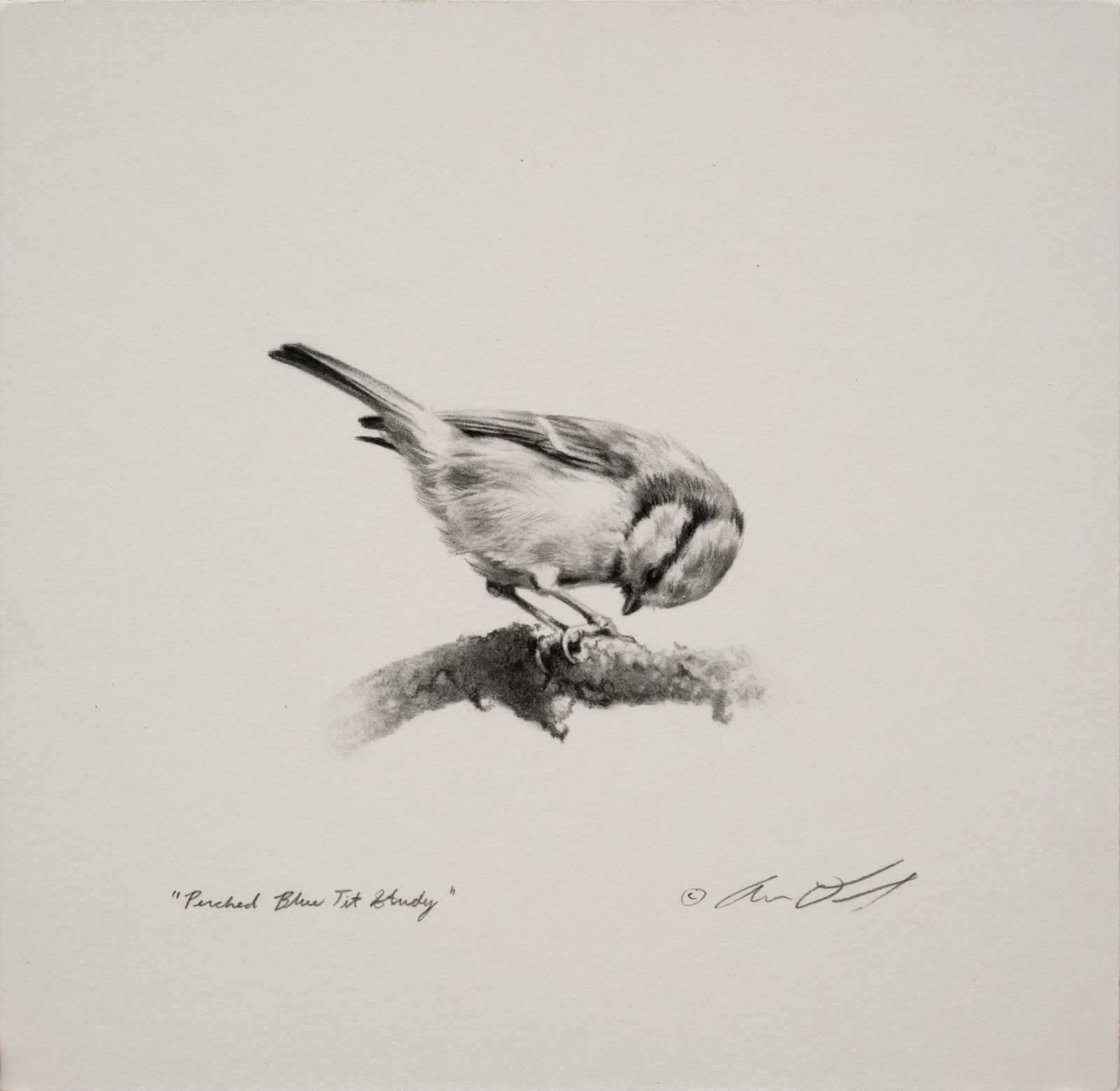 Andrew Denman, Perched Blue Tit Study