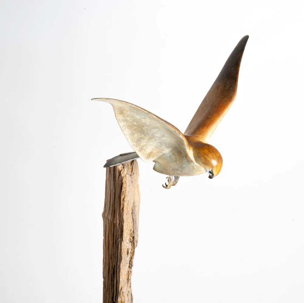 Mark Dedrie, Praying Kestrel