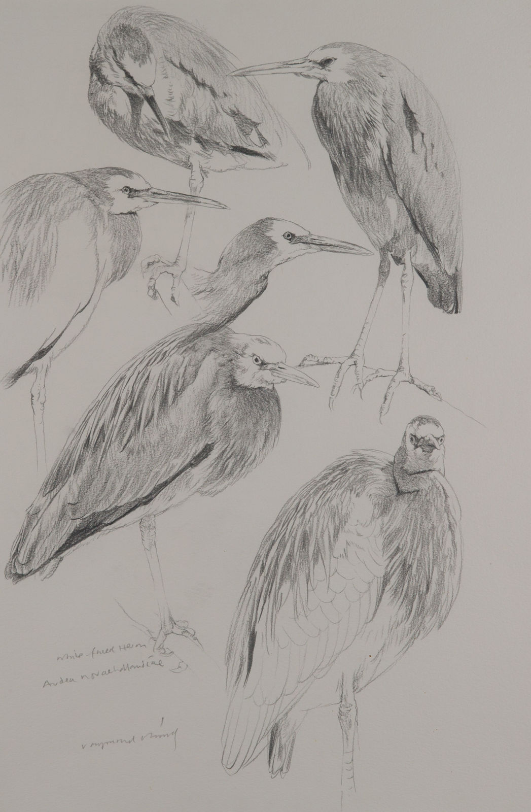 Ray Harris Ching, White Heron Study