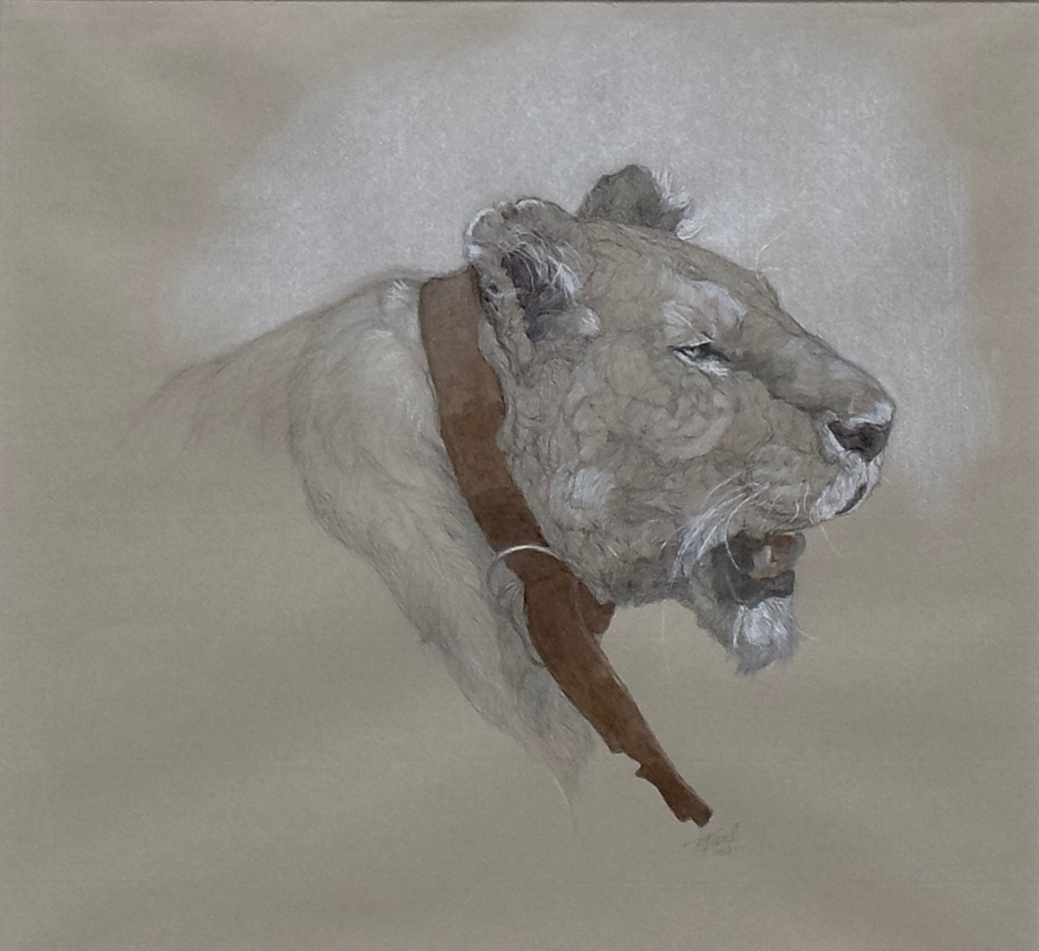 Graphite, pen, and ink drawing of a lion with a tracking collar
