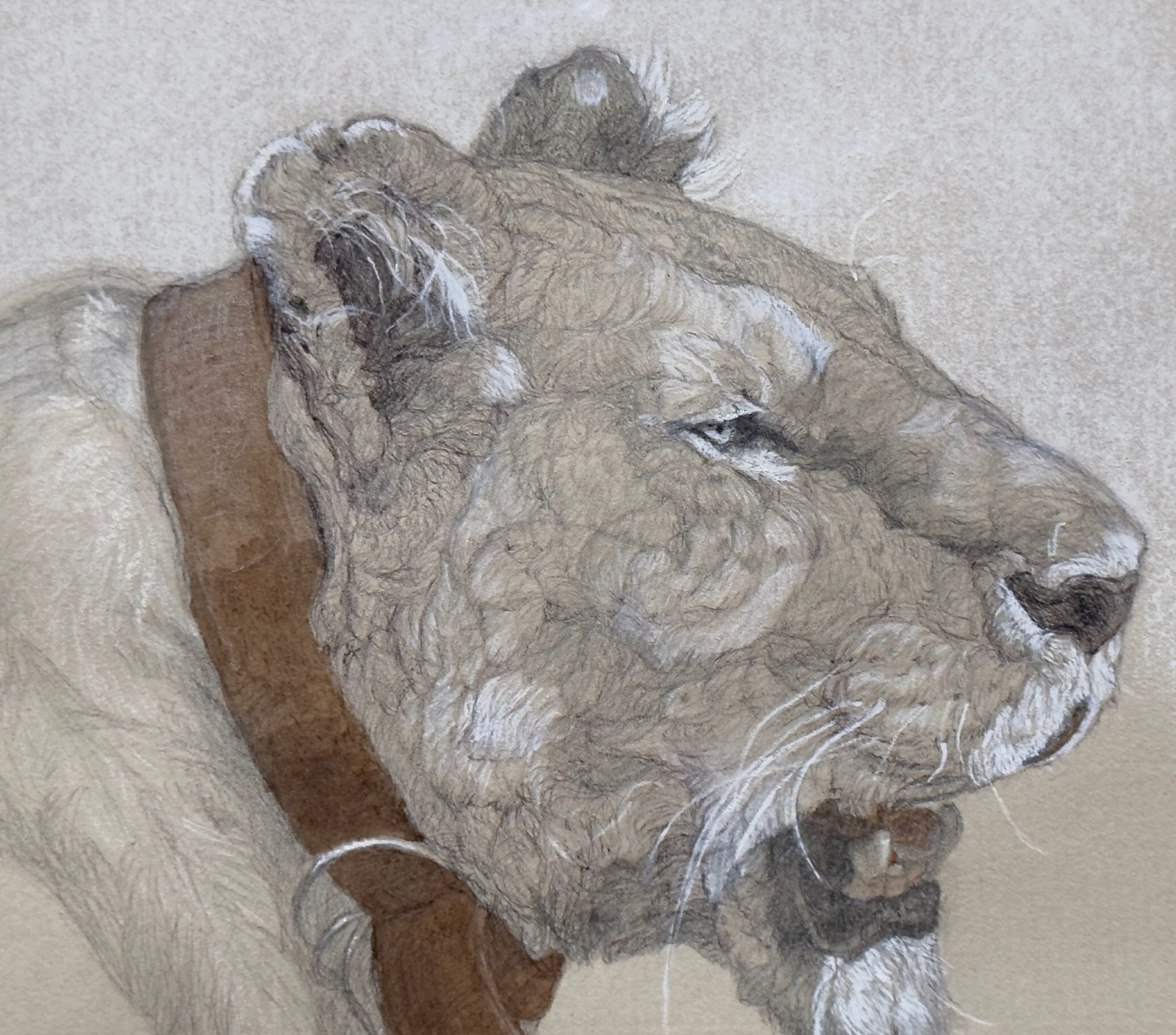 Graphite, pen, and ink drawing of a lion with a tracking collar