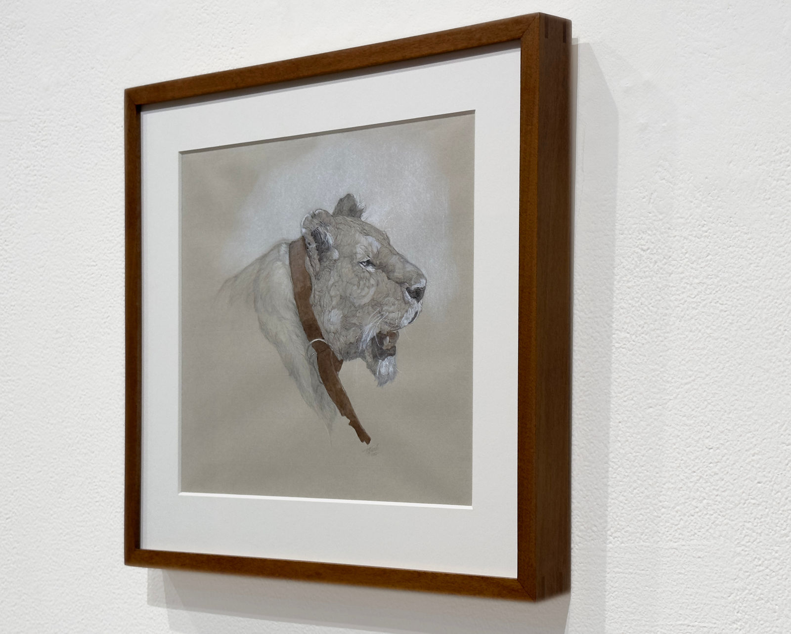 Graphite, pen, and ink drawing of a lion with a tracking collar