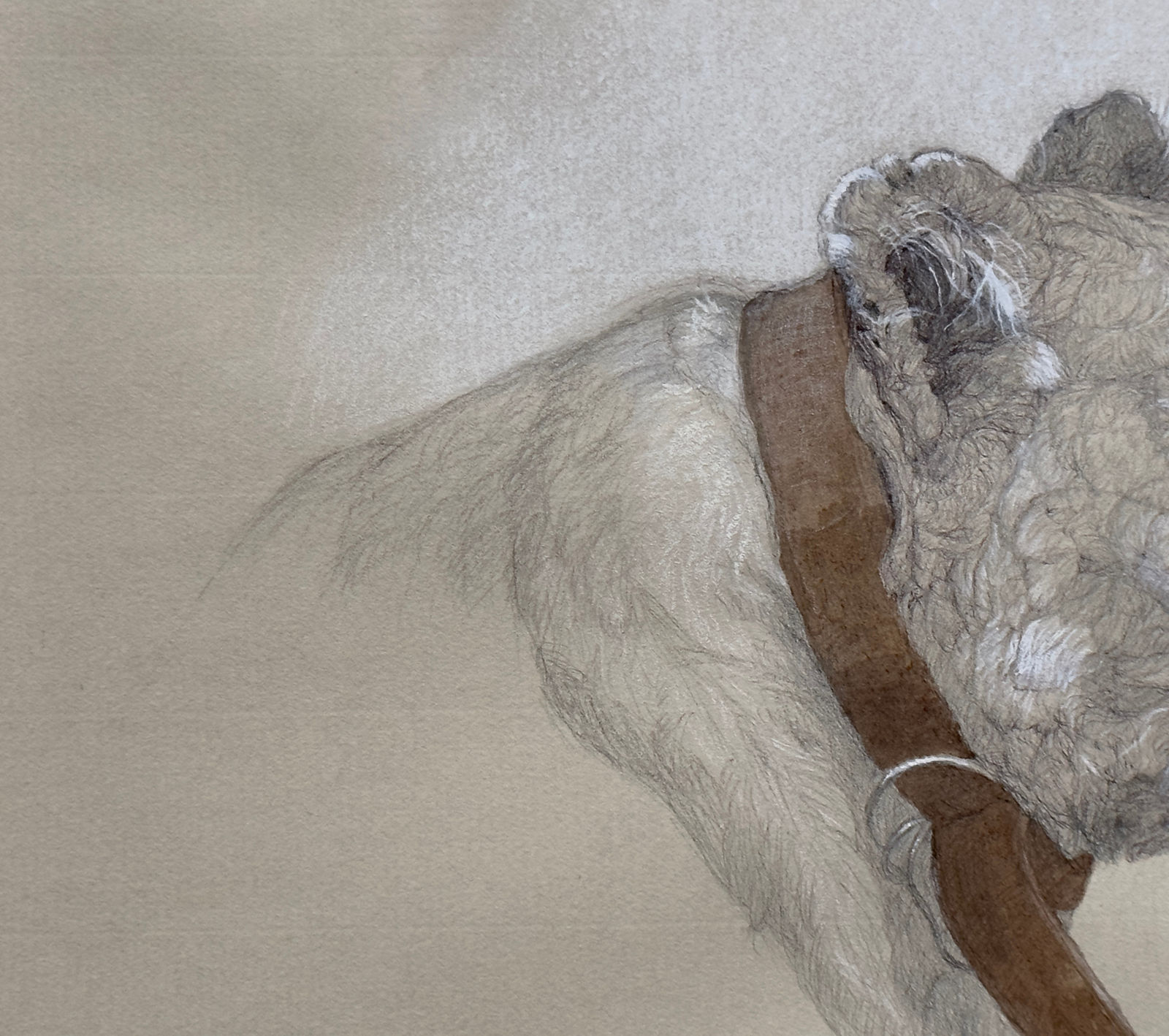 Graphite, pen, and ink drawing of a lion with a tracking collar