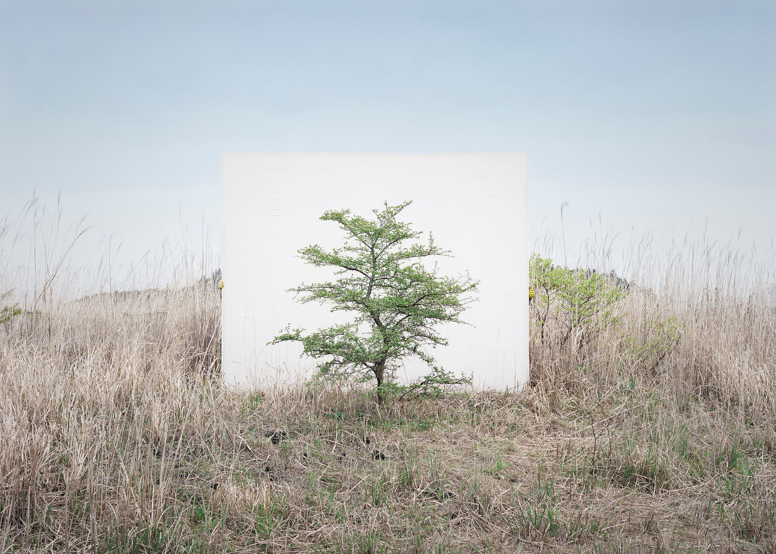 LEE MYOUNGHO, Tree... #9, 2017