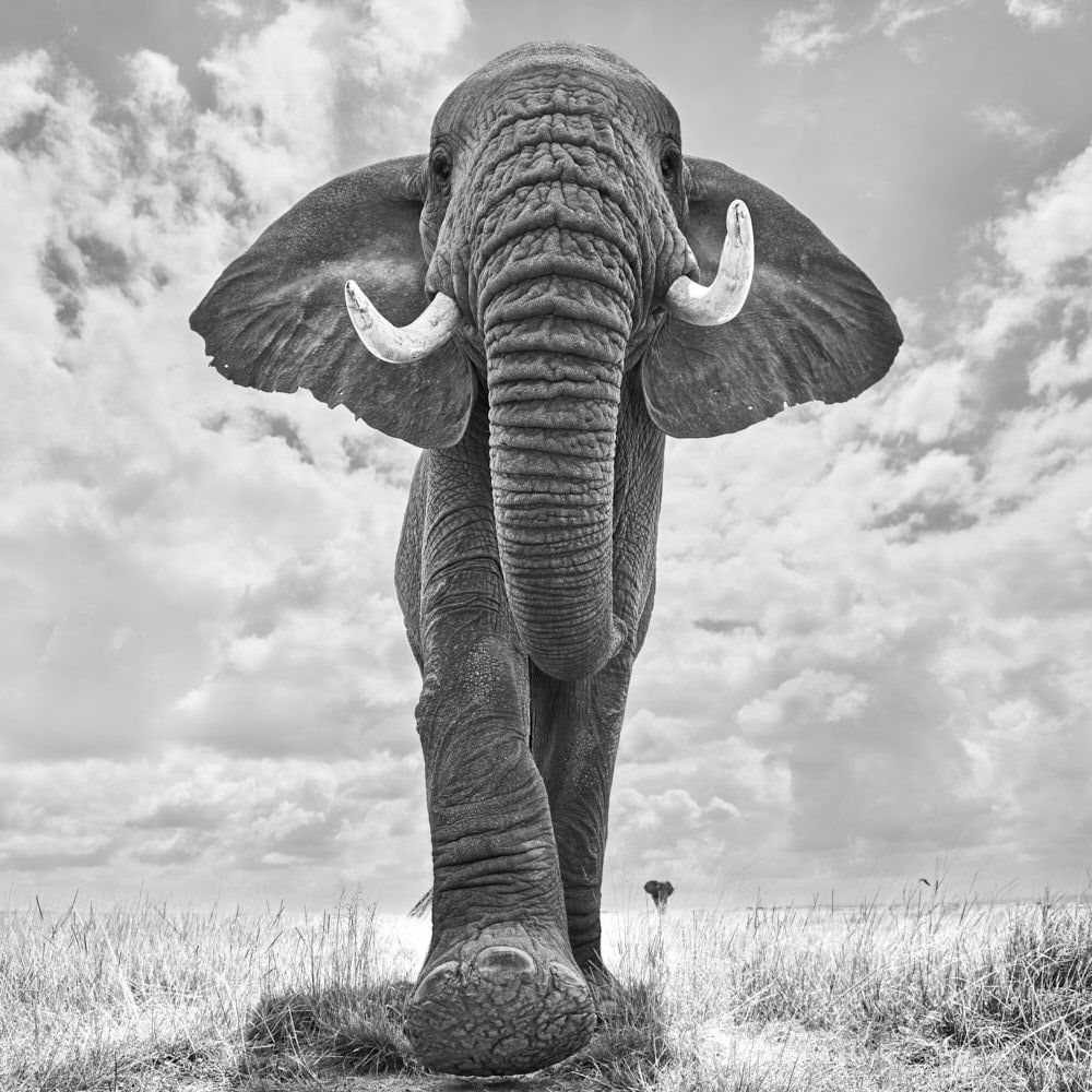 Tom D. Jones, Trampling