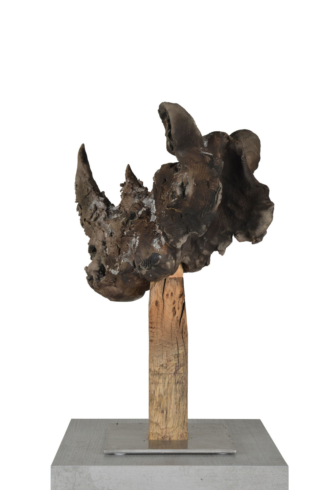 Ronceval Brown Rhino