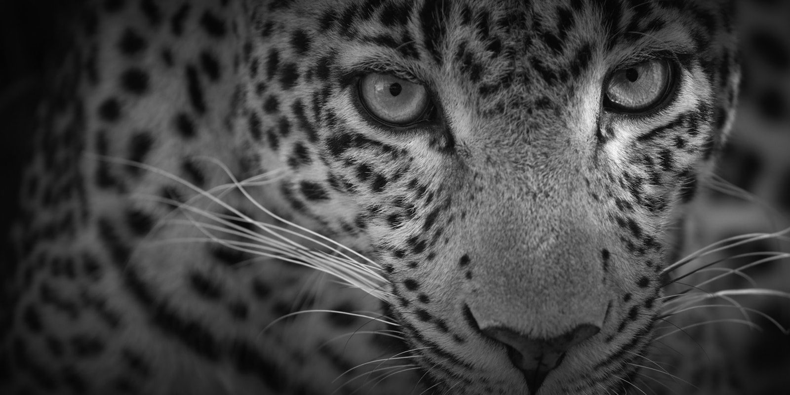 Tom D. Jones, Tom D. Jones - Inquisitive Look