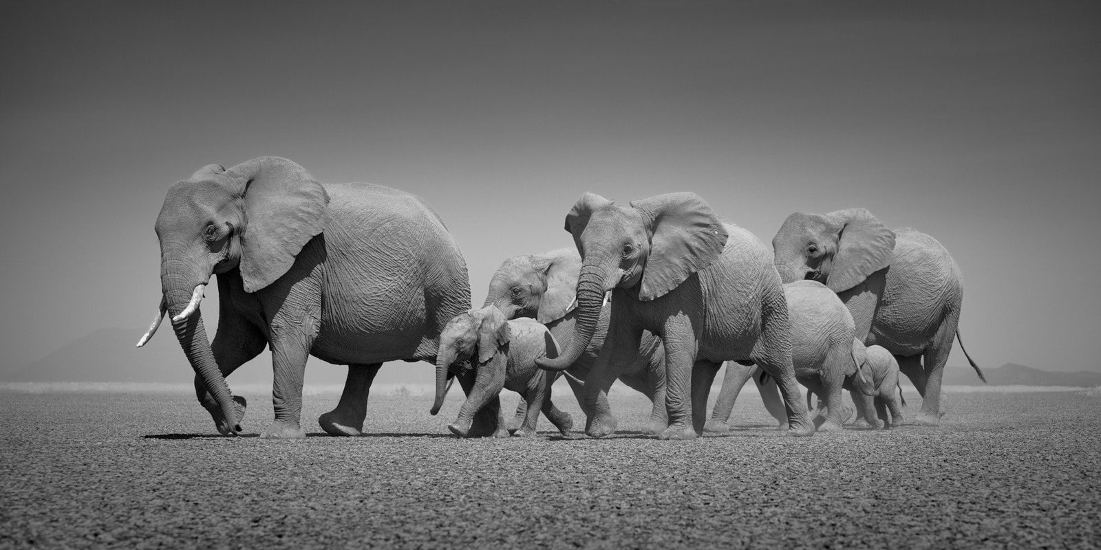 Tom D. Jones, Speedwalking