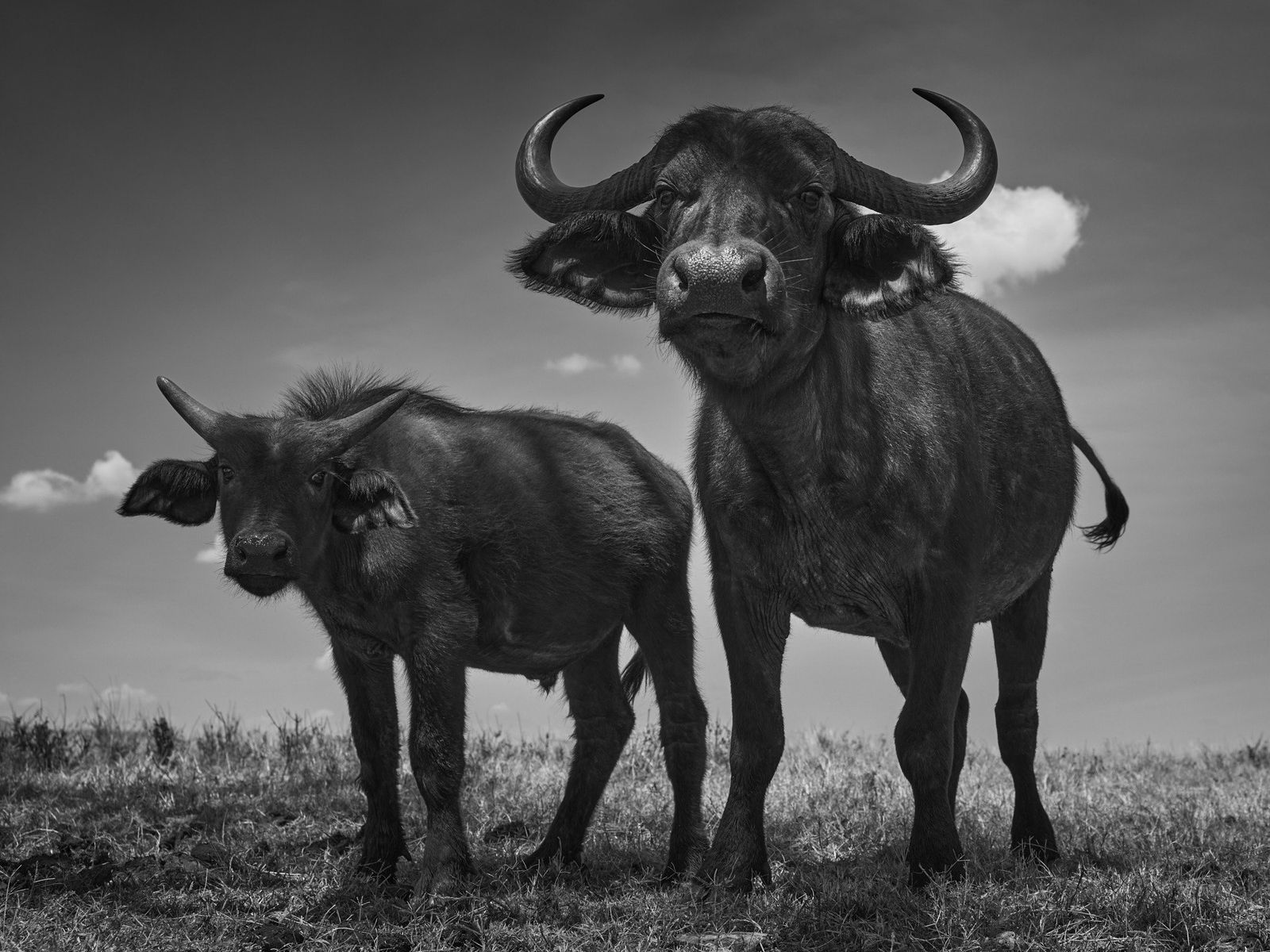 Tom D. Jones, Buffalo Stance