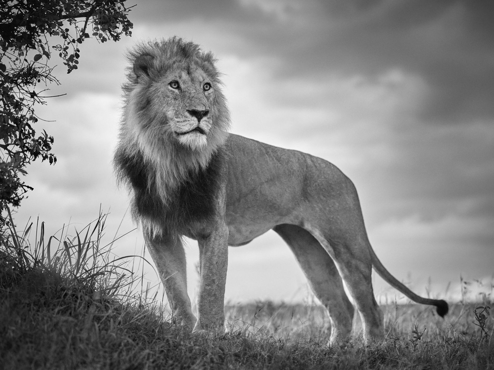 Tom D. Jones, Territory