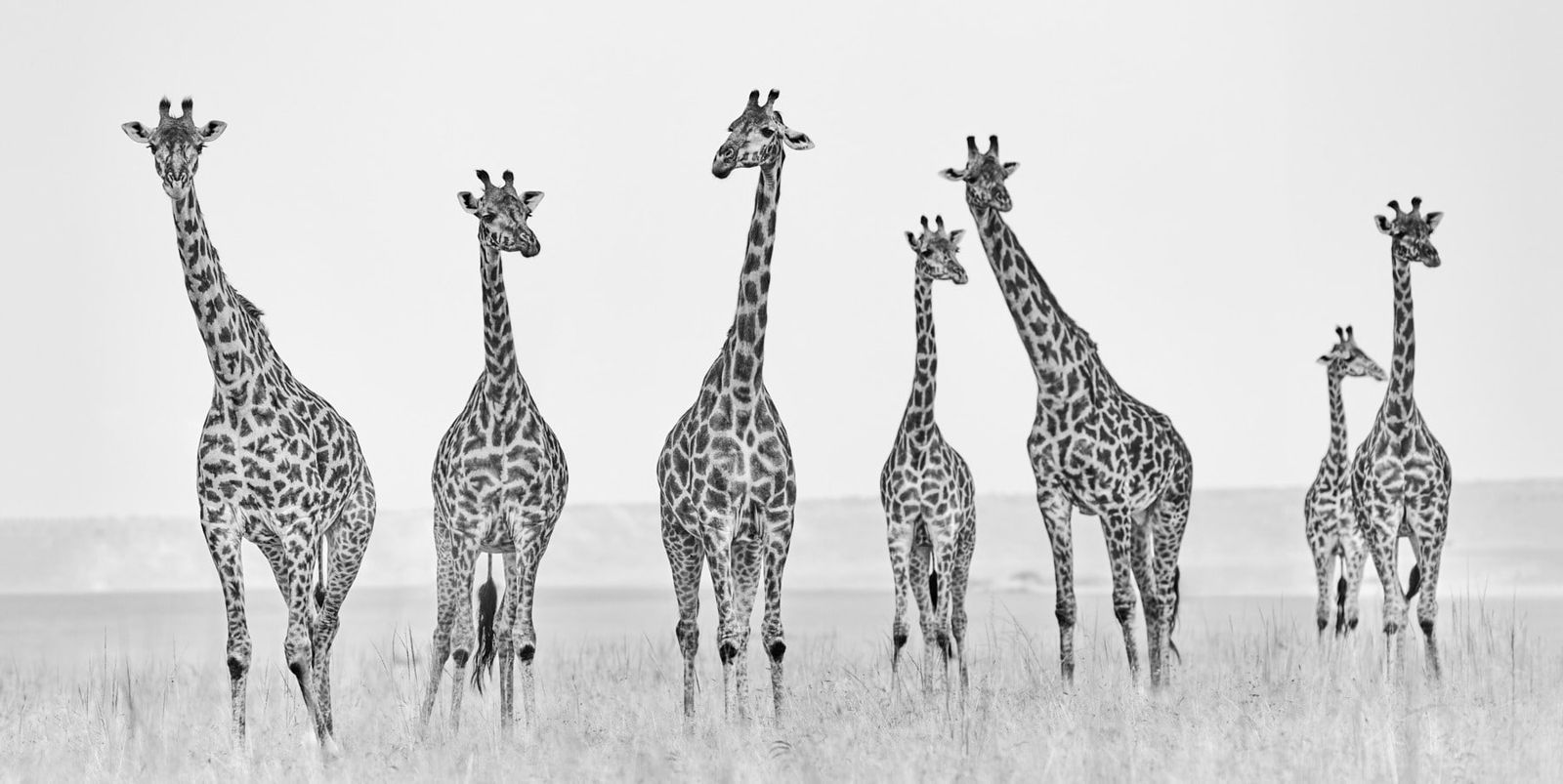 Tom D. Jones, Seven Beauties