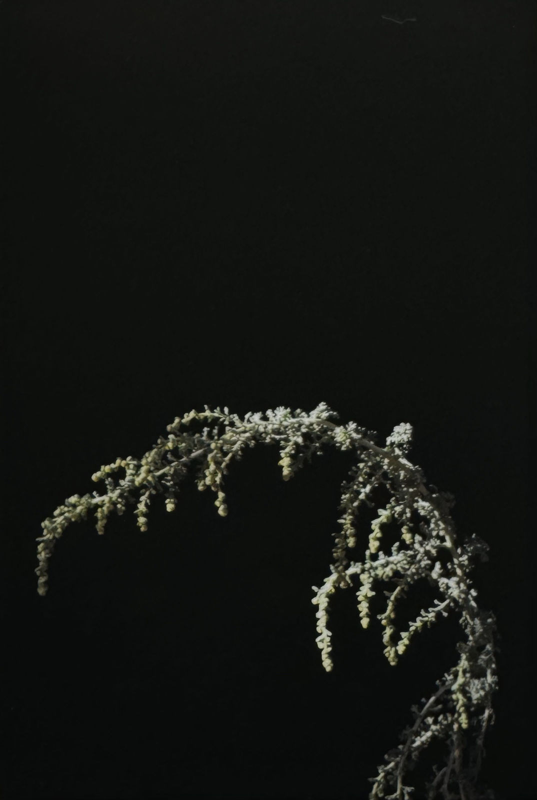 Rehab Eldalil, From the South Sinai Flora Field Guide, 2021