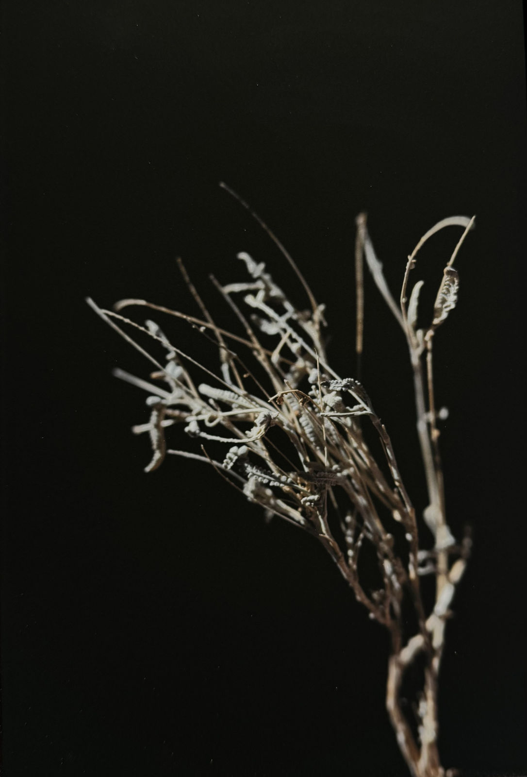 Rehab Eldalil, From the South Sinai Flora Field Guide, 2021