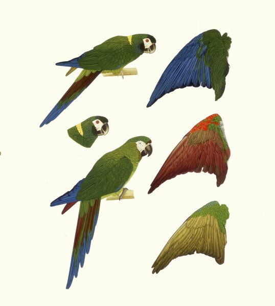 Elizabeth Butterworth, Yellow Naped Macaw, 1993