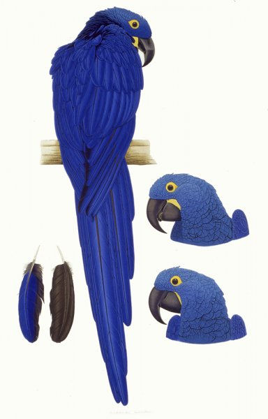Elizabeth Butterworth, Hyacinthine Macaw, 1993