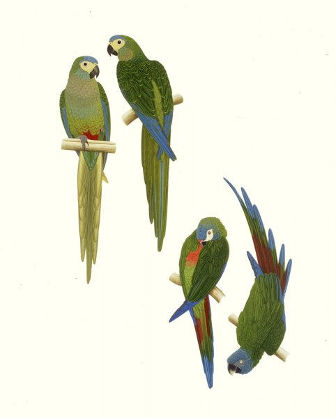 Elizabeth Butterworth, Military Macaw and Buffon's Macaw, 1993