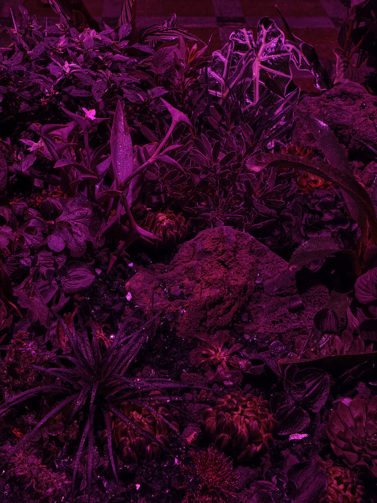 Max Hooper Schneider, Erotic Wellspring Within the Void (Black Plant Garden), 2024