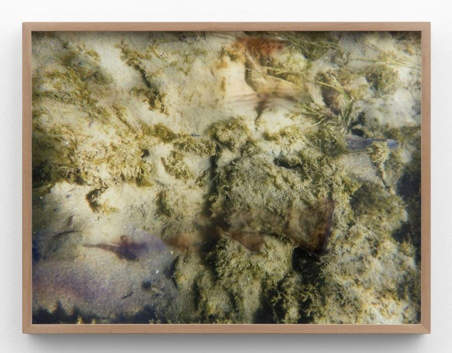 Marina Pinsky, Rhine Riverbed 35, 2015