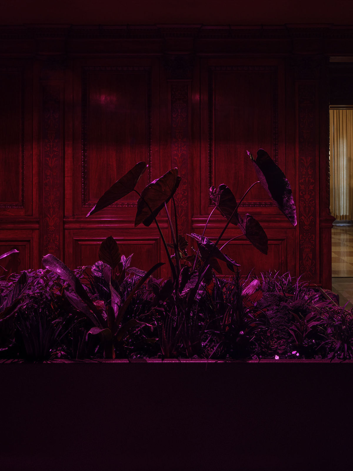 Max Hooper Schneider, Erotic Wellspring Within the Void (Black Plant Garden), 2024