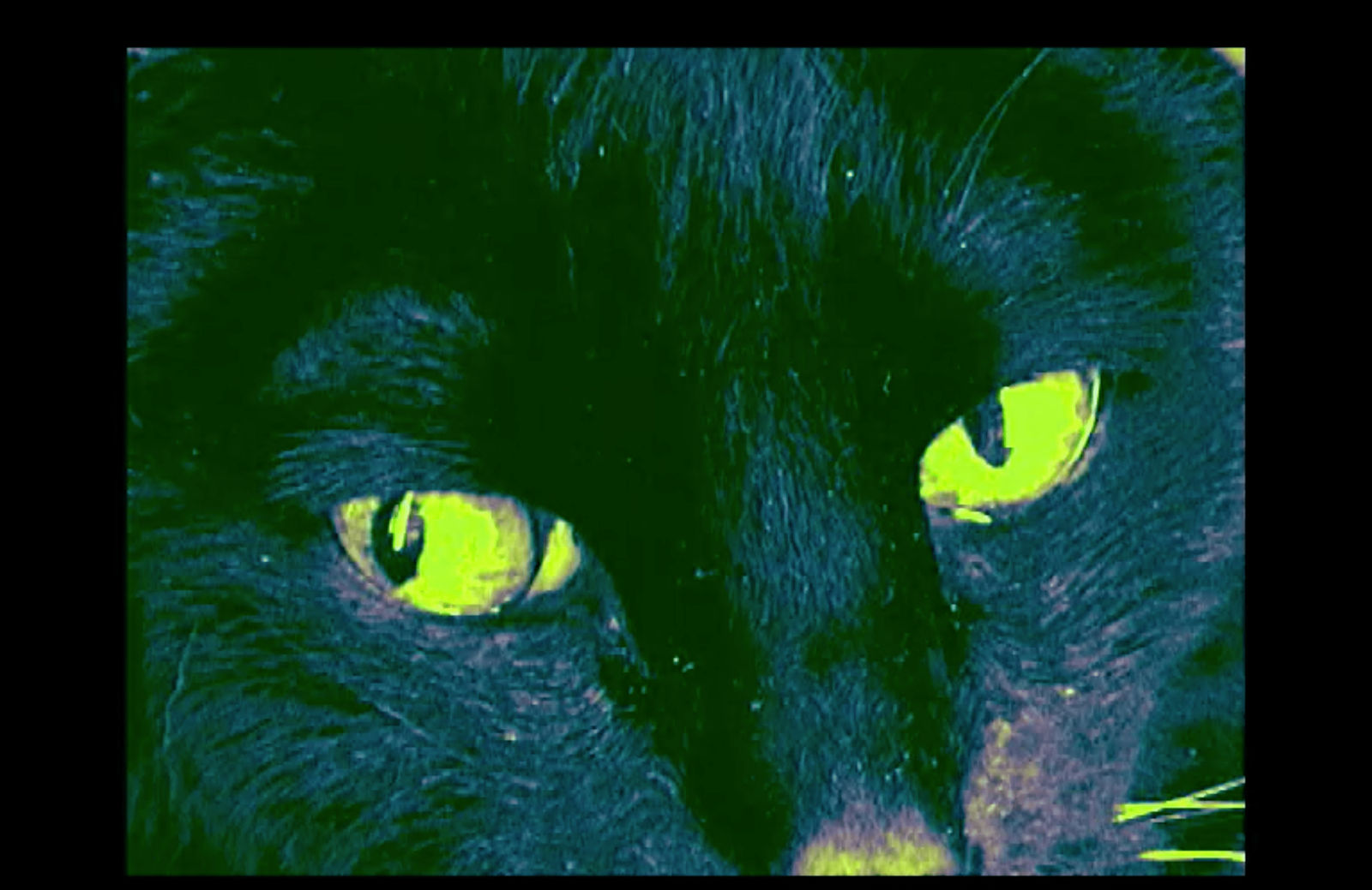 Mike Kuchar, Animal, 2009