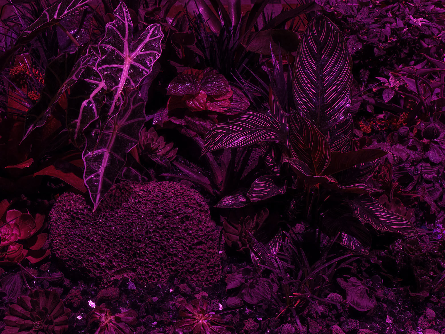 Max Hooper Schneider, Erotic Wellspring Within the Void (Black Plant Garden), 2024