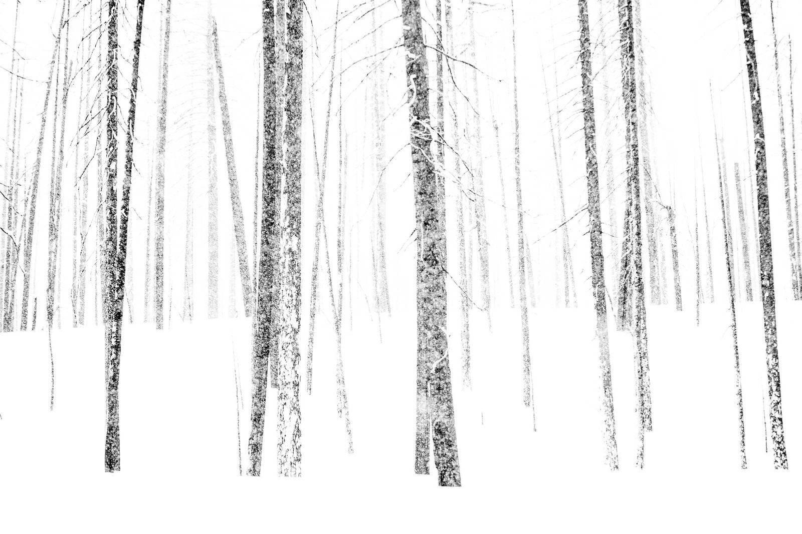 Tuck Fauntleroy Yellowstone National Park photography Aspens in snow buy artwork here Gilman Contemporary Sun Valley art gallery