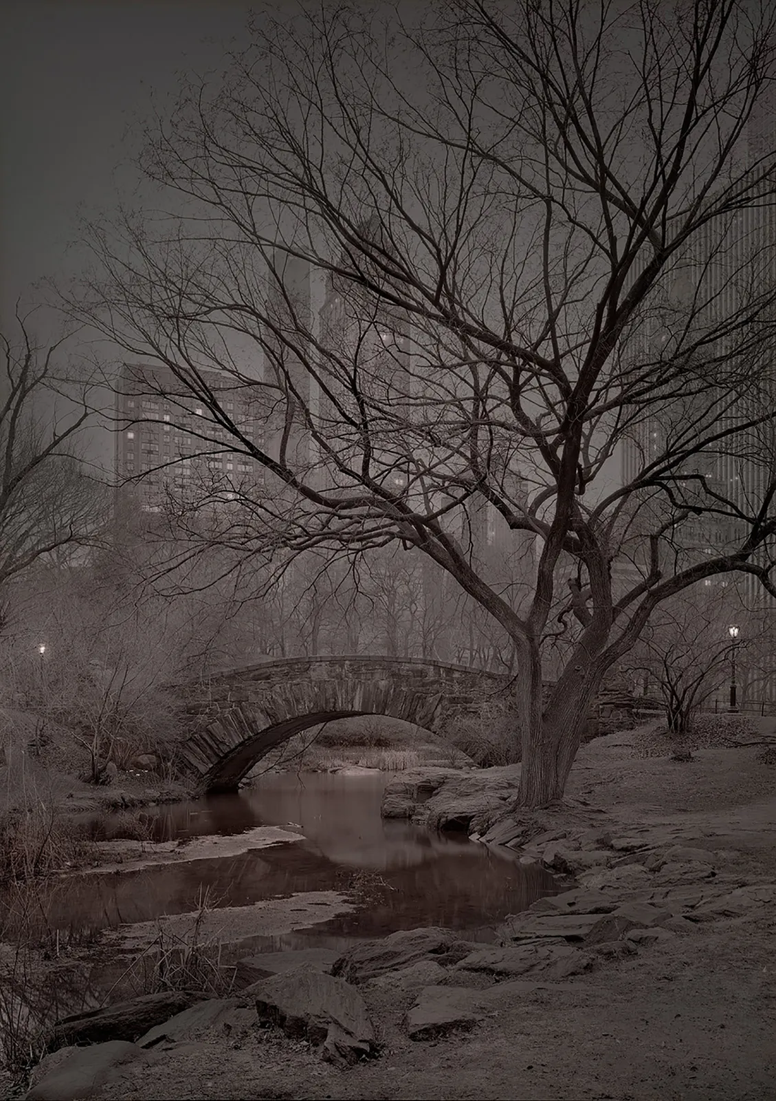 star tree in winter near a bridge central park by michael massaia