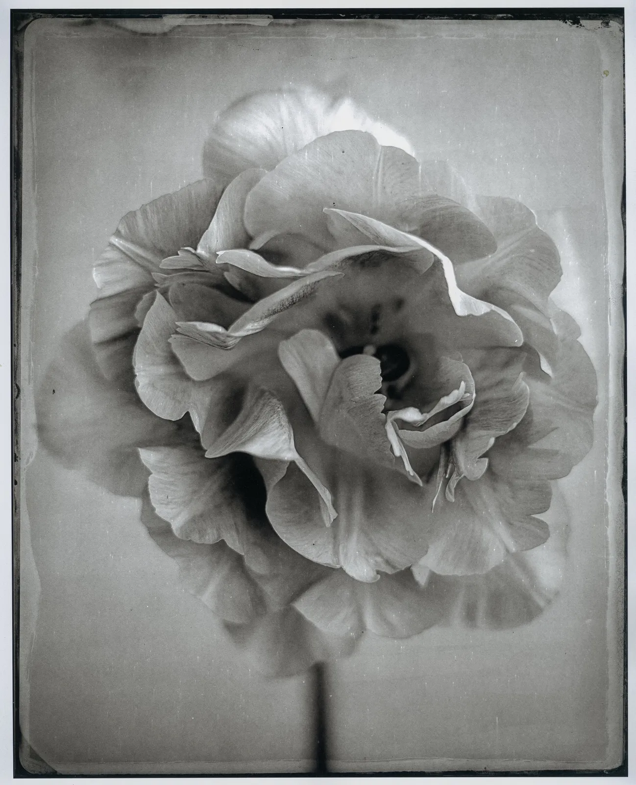 jan schelgel platinum print tulips