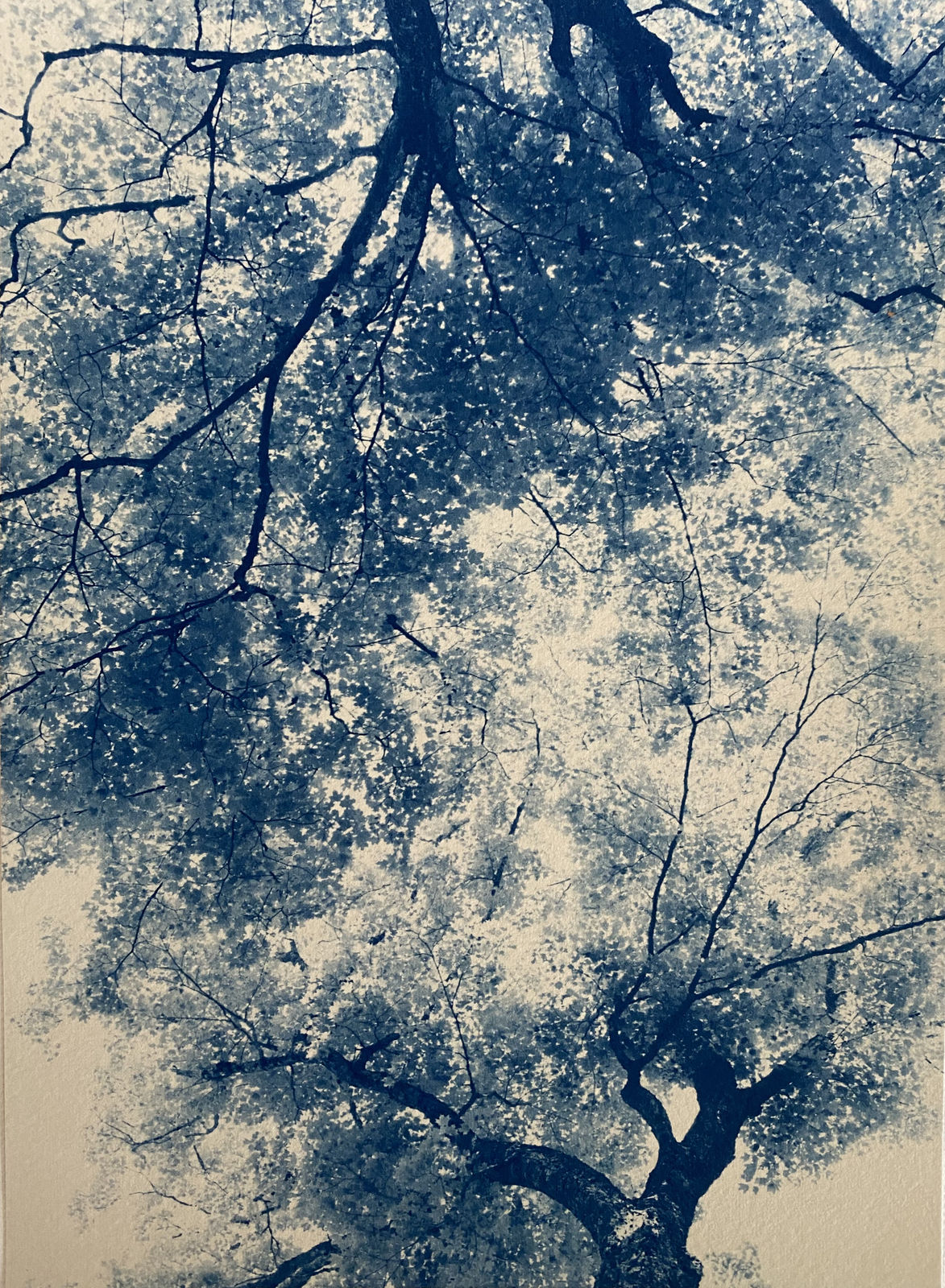 Dora Somosi, Edith Wharton, Sugar Maple Tree, Lenox, MA, 2023