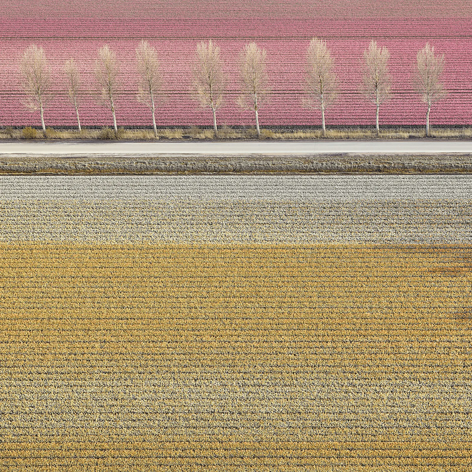 David Burdeny photograph aerial tulip field pink and yello with trees