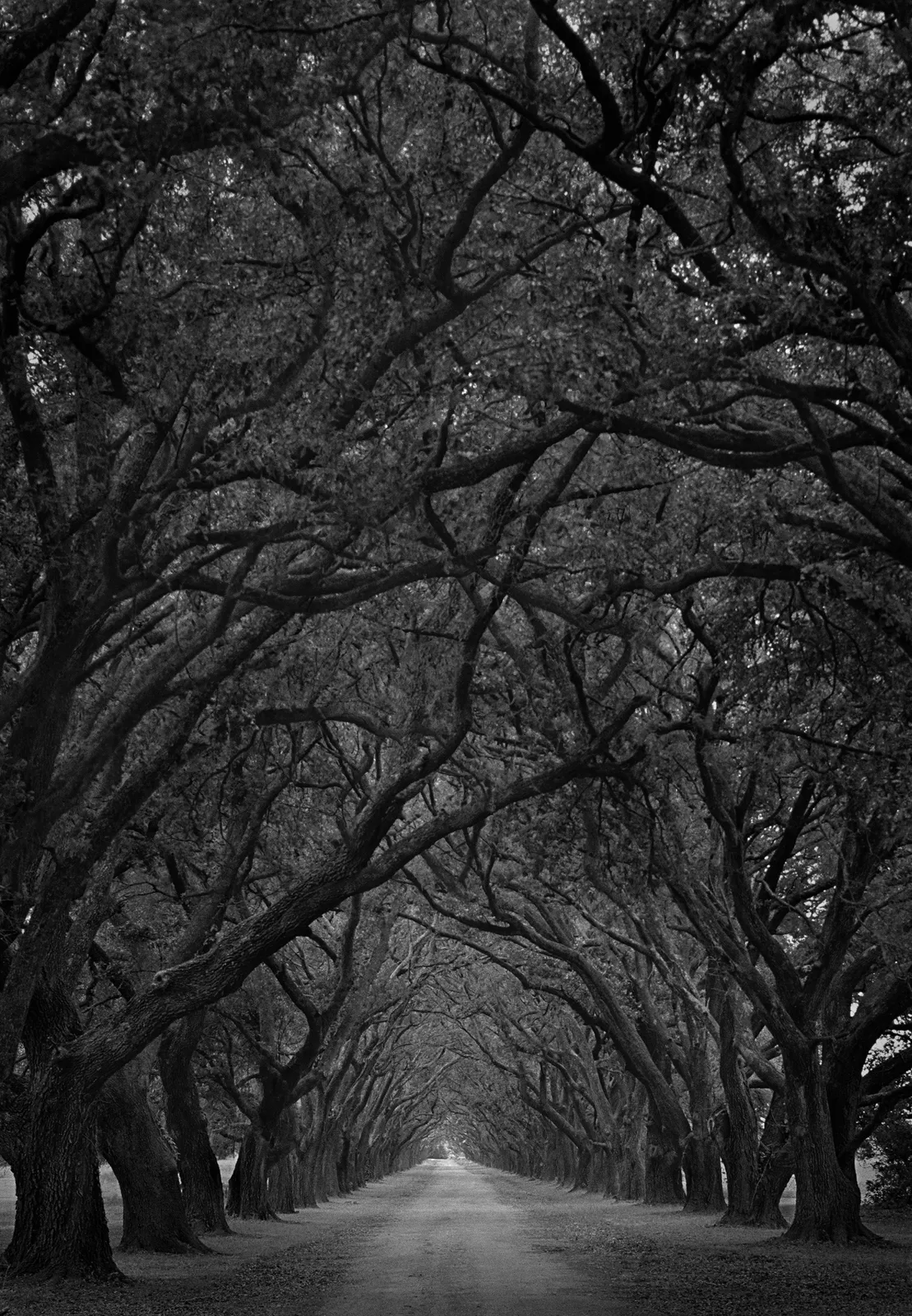 Langer black and white photograph oak grove