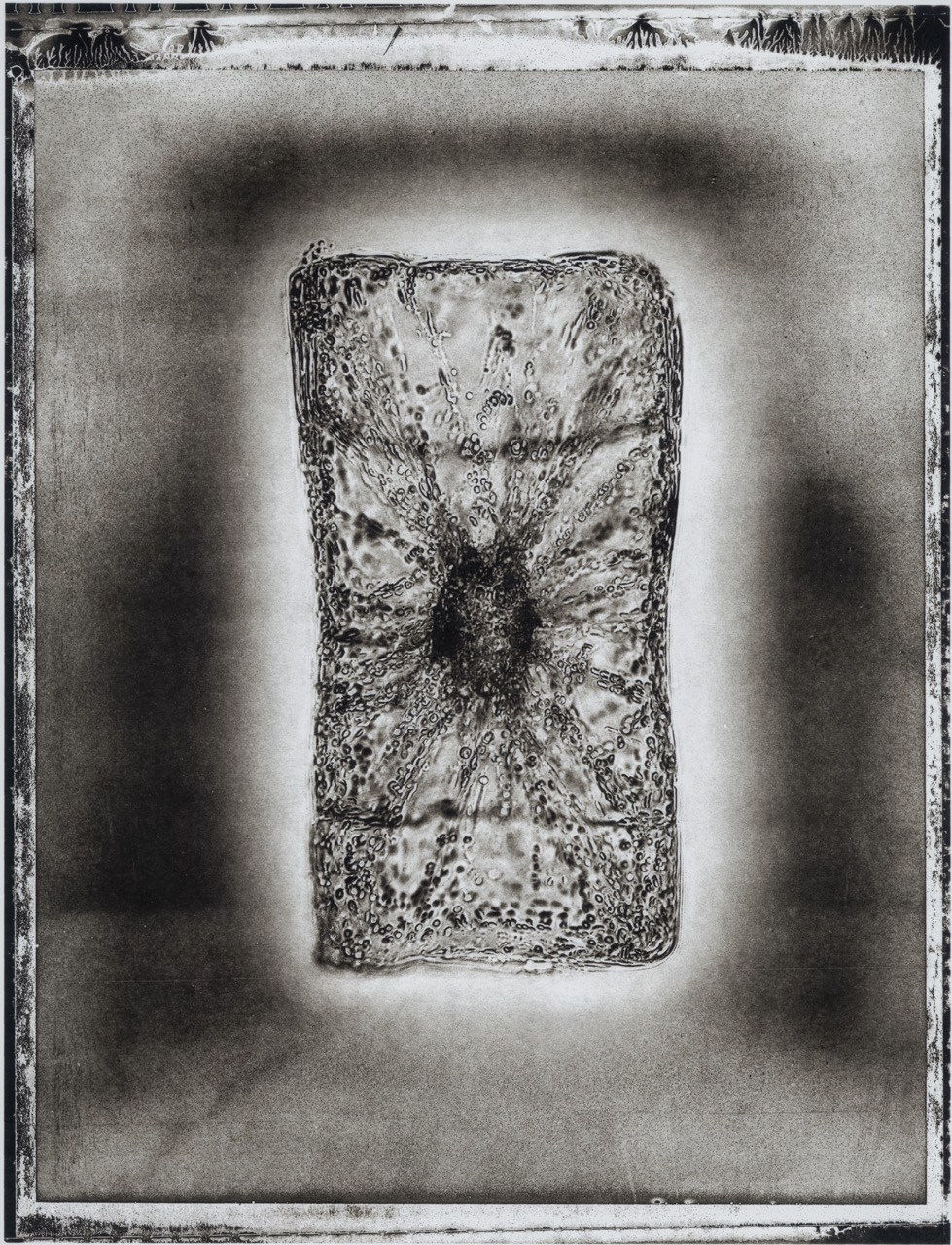 Handmade platinum print of Life on Earth by Jan C Schlegel
