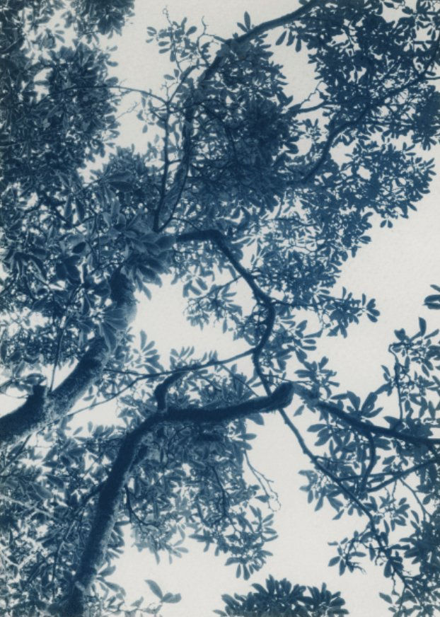 abstract photography, cyanotype,