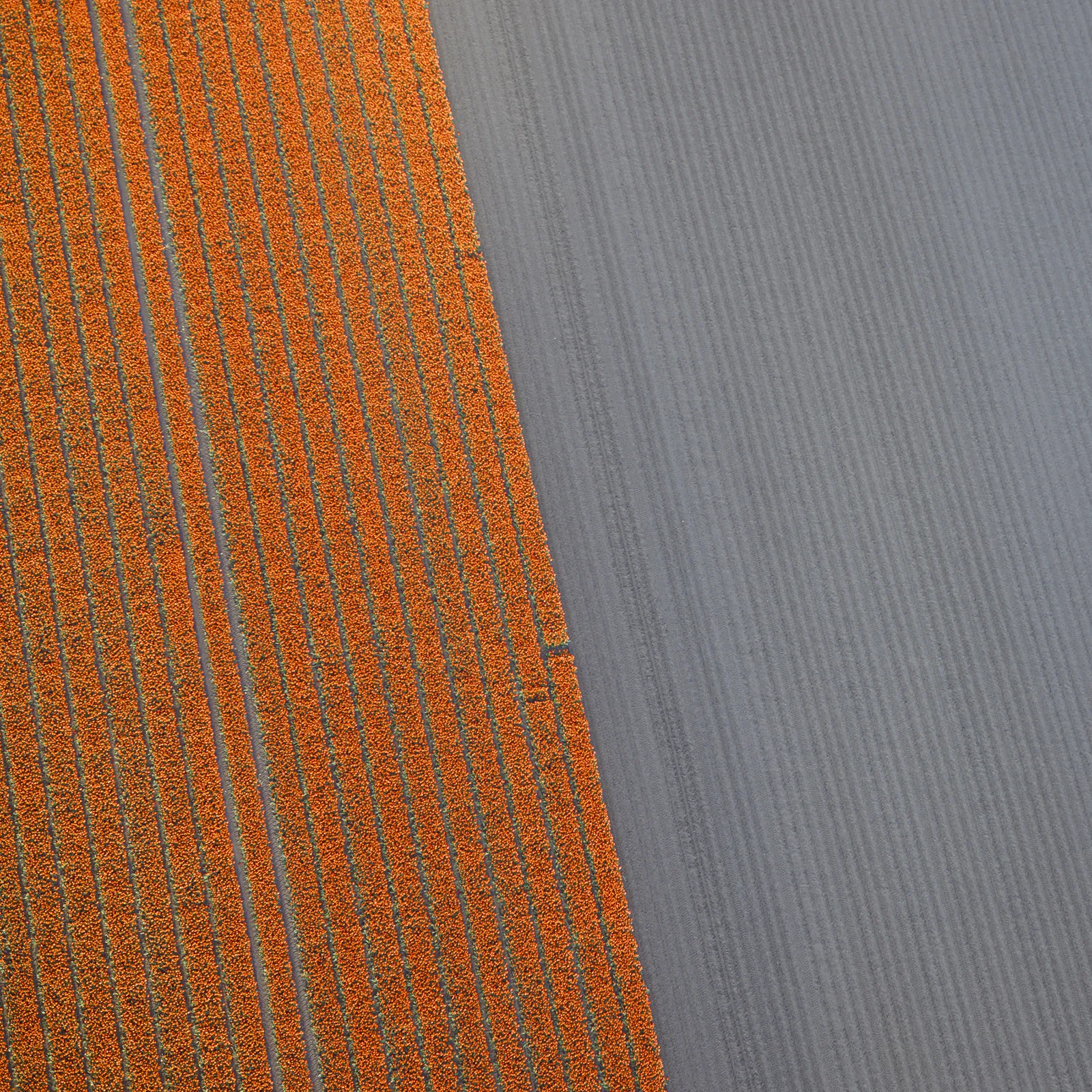 David Burdeny photograph aerial tulip field