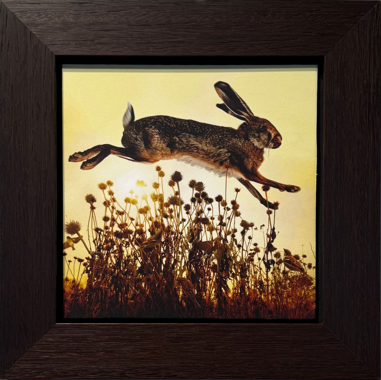 Framed Tom Chambers photograph wi th bunny