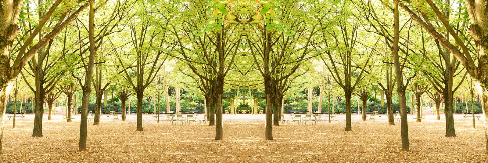 Laurie Victor Kay tree photo in luxembourg