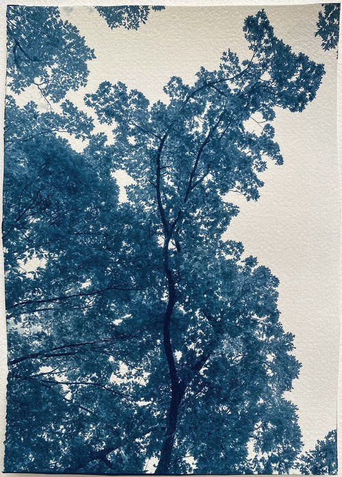 Modern Cyanotype, Dora Somosi, NY artist, Gilman Contemporary
