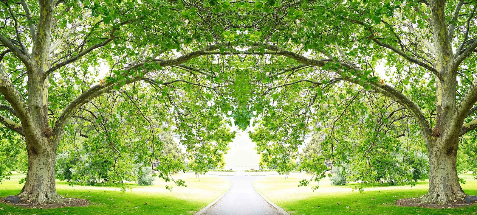Laurie Victor Kay photo of arching trees over road Australia photograph