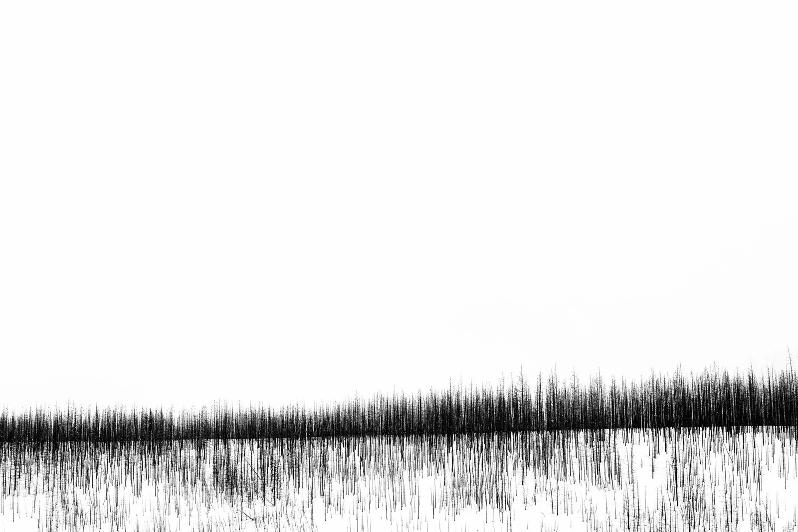 buy Tuck Fauntleroy photography Burn series trees in the snow buy here Sun Valley Contemporary art Gilman gallery