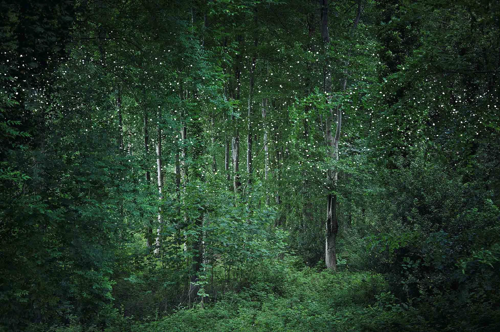 Ellie Davies deep forest photography Stars series buy originals here Gilman Contemporary Sun Valley art gallery Idaho