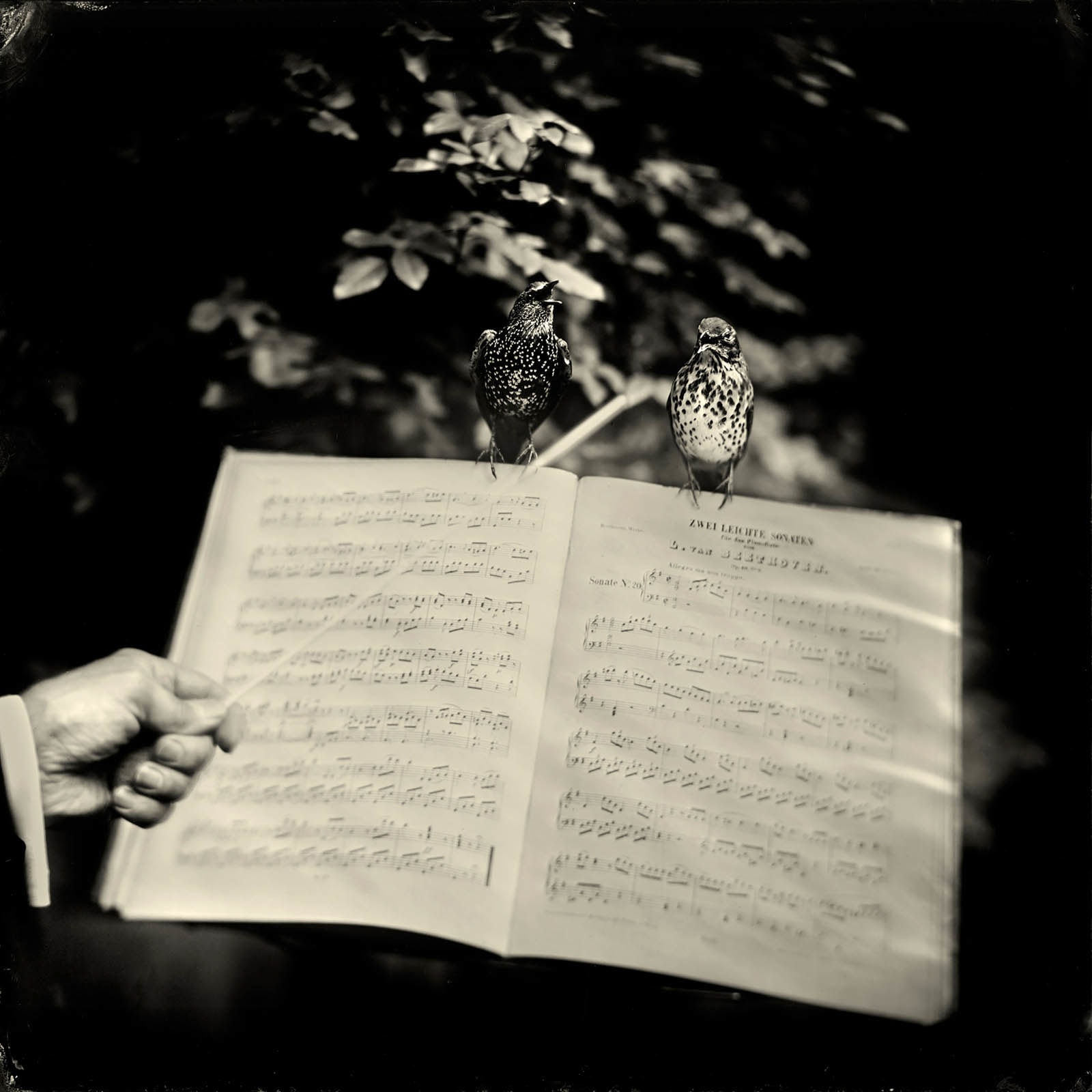 Zwei Leichte Sonaten photograph Alex Timmermans buy here now Gilman Contemporary Sun Valley art gallery