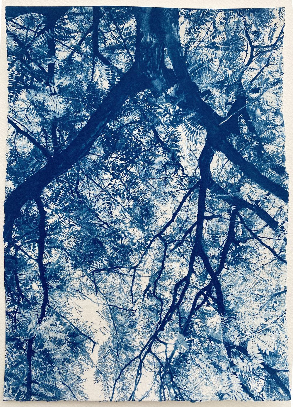 Cyanotype photograph by dora somosi from beneath tree blue and white